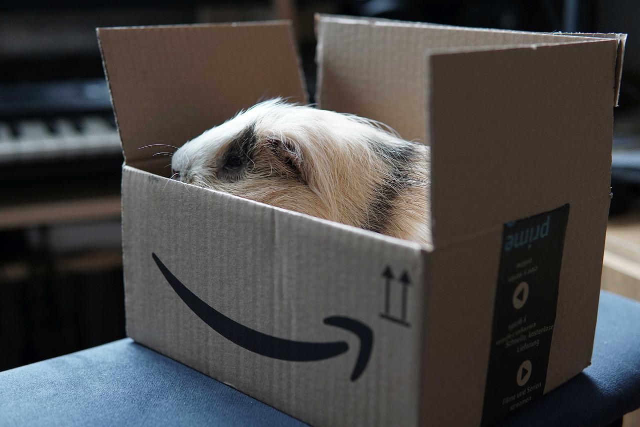 guinea pig, amazon, delivery-5977807.jpg